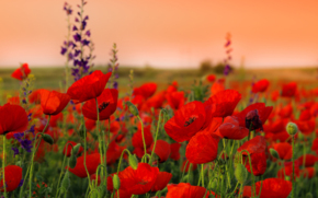 flowers_02.jpg